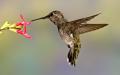 Alpine Hummingbirds-2732.jpg